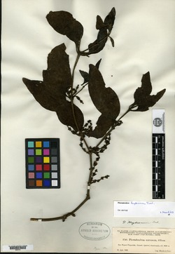 Phoradendron heydeanum image