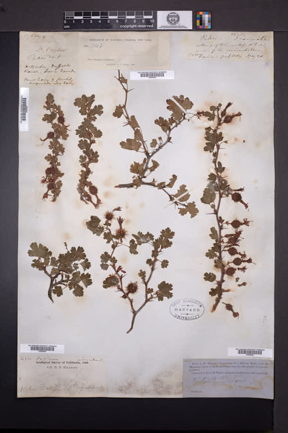 Ribes californicum image