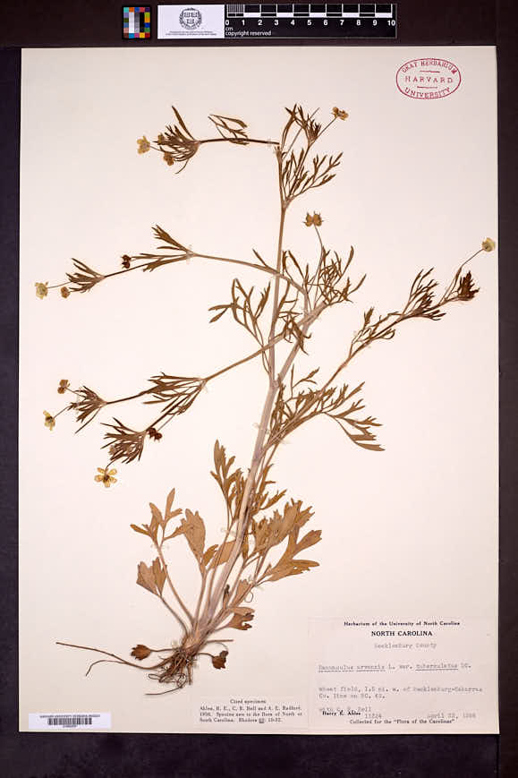 Ranunculus arvensis image