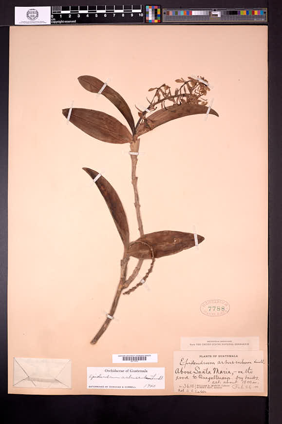 Epidendrum arbusculum image