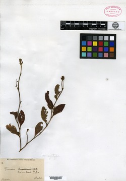 Turnera annularis image