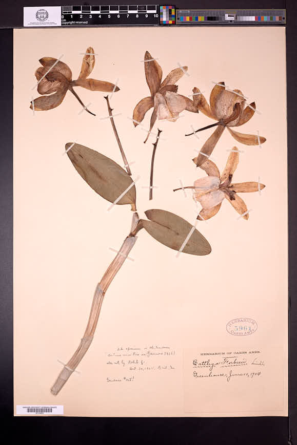 Cattleya forbesii image