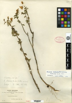 Poecilochroma albescens image
