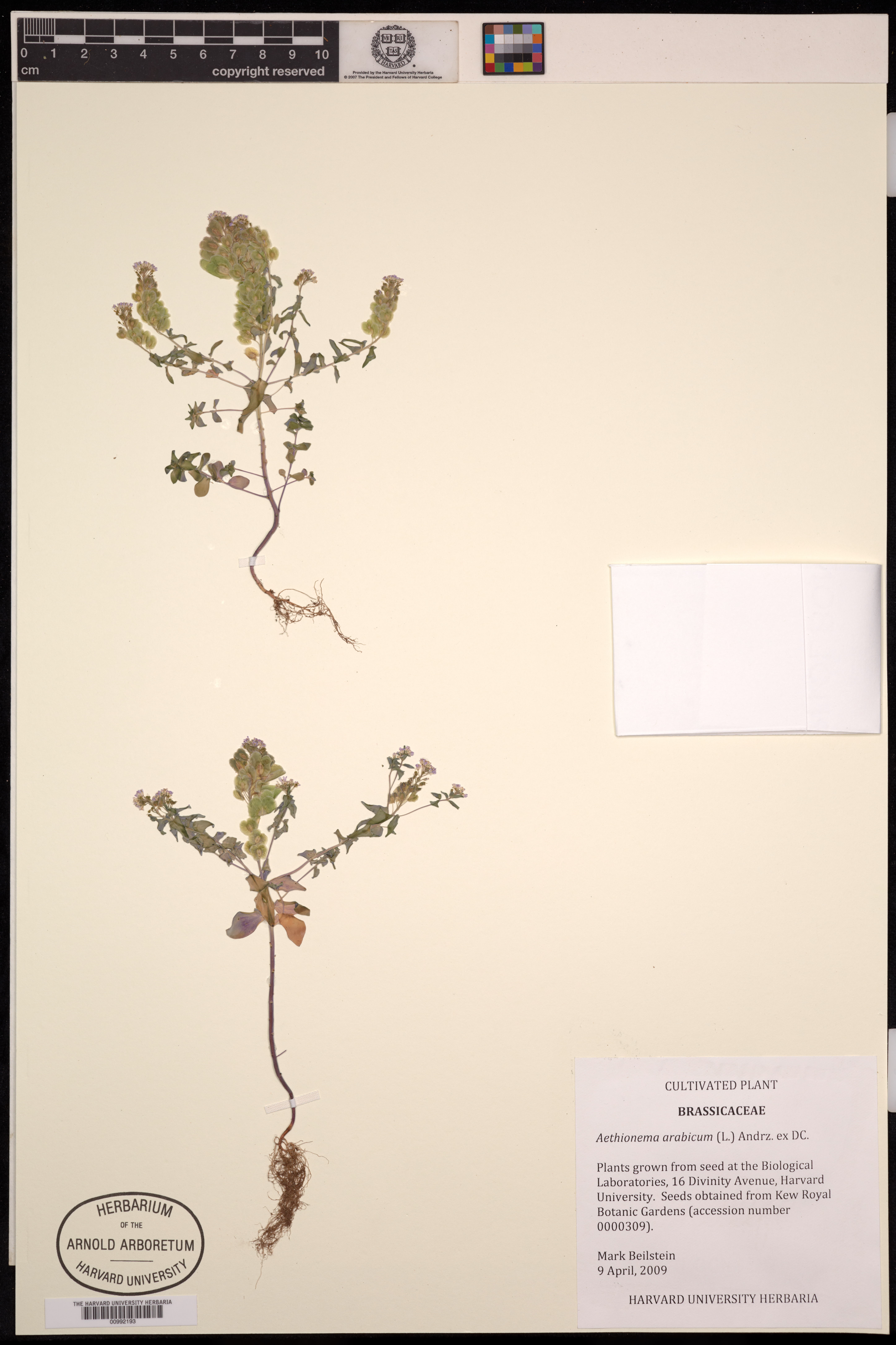 Aethionema arabicum image