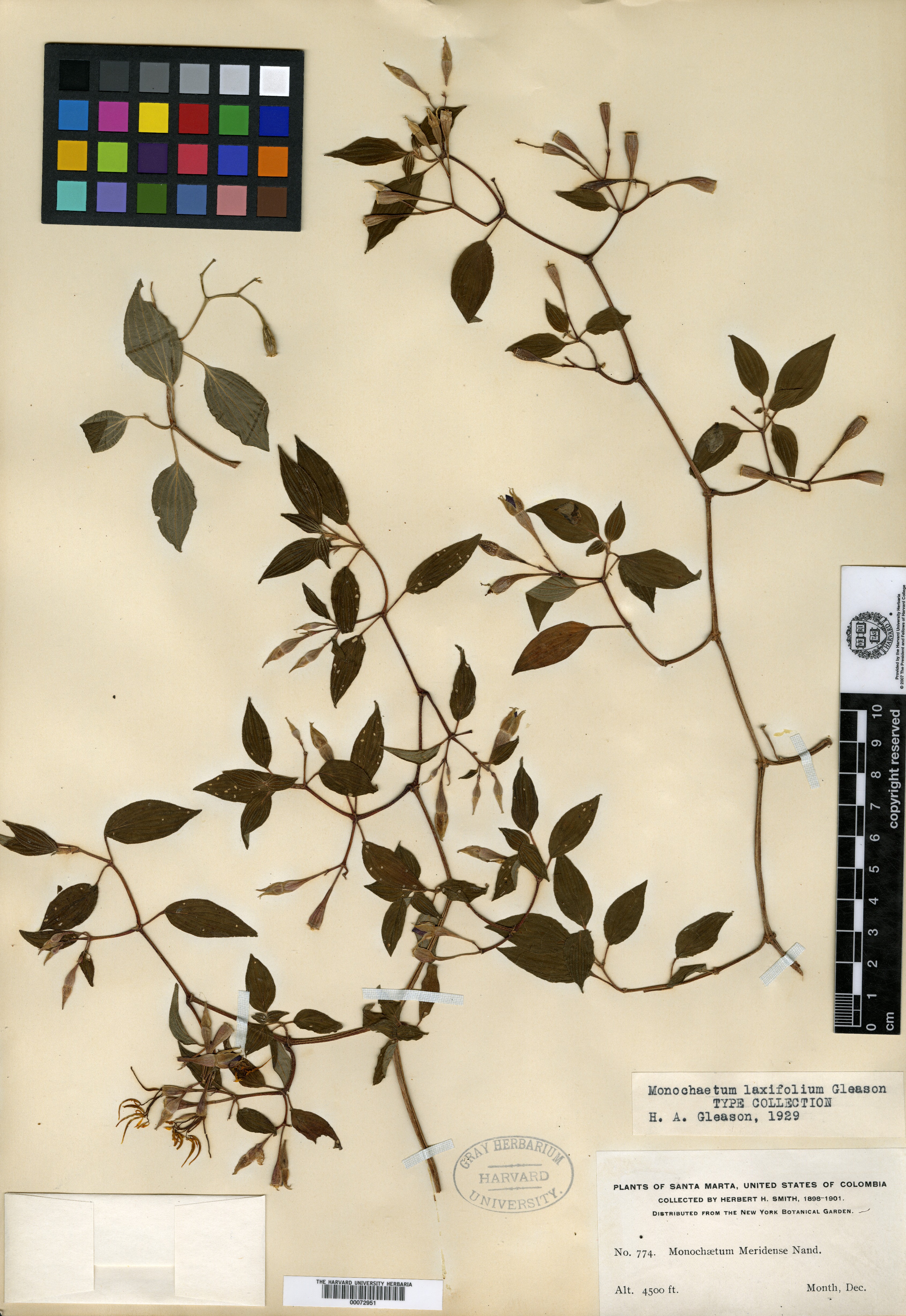 Monochaetum laxifolium image