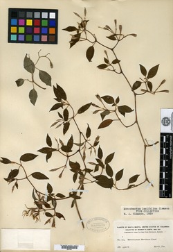 Monochaetum laxifolium image