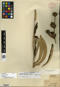 Vernonia monocephala image