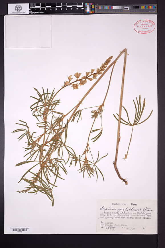 Lupinus garfieldensis image