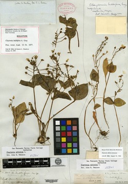 Claytonia bulbifera image