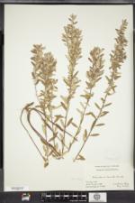 Crocanthemum bicknellii image