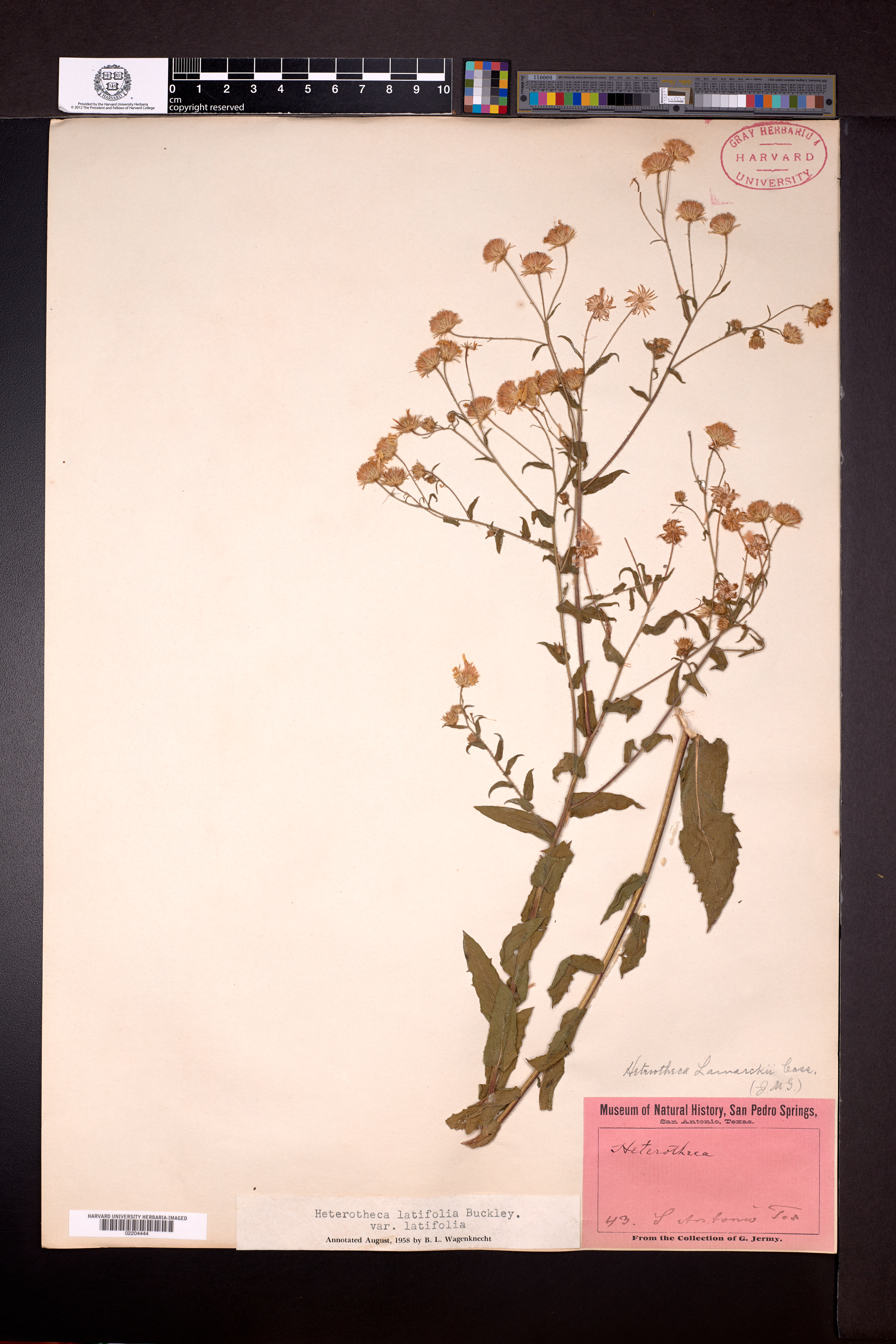 Heterotheca subaxillaris subsp. latifolia image