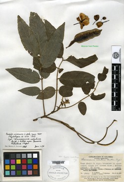Copaifera langsdorfii image