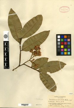 Coursetia orbicularis image