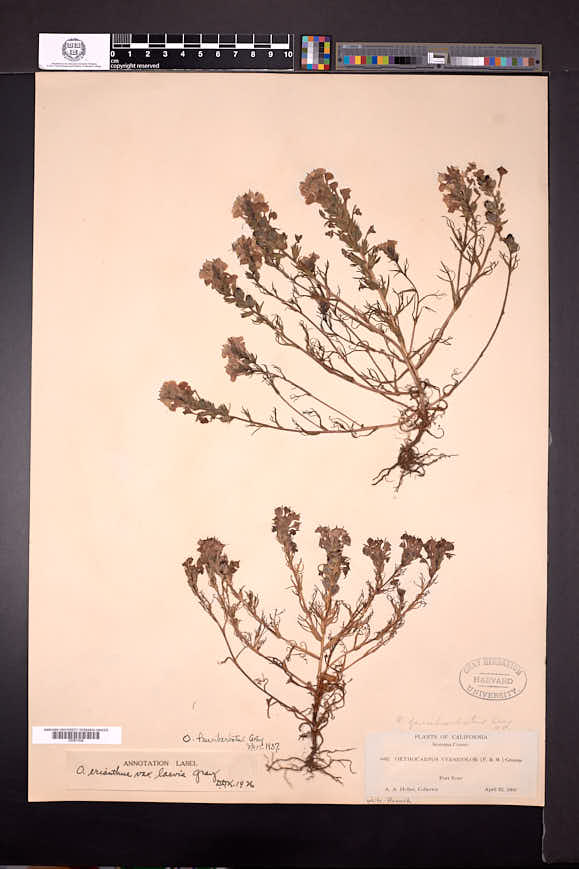 Orthocarpus faucibarbatus image