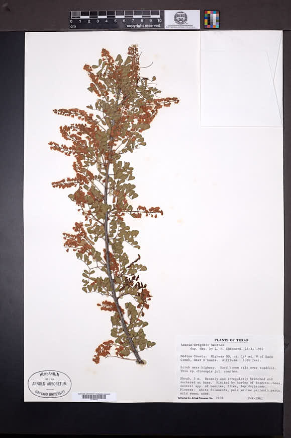 Acacia wrightii image