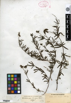 Dalechampia ulmifolia image
