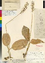 Cranichis apiculata image