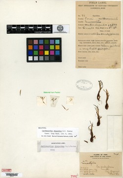 Cardenanthus shepardae image