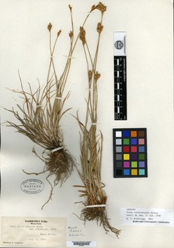 Carex constanceana image