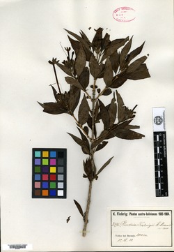 Heterophyllaea fiebrigii image