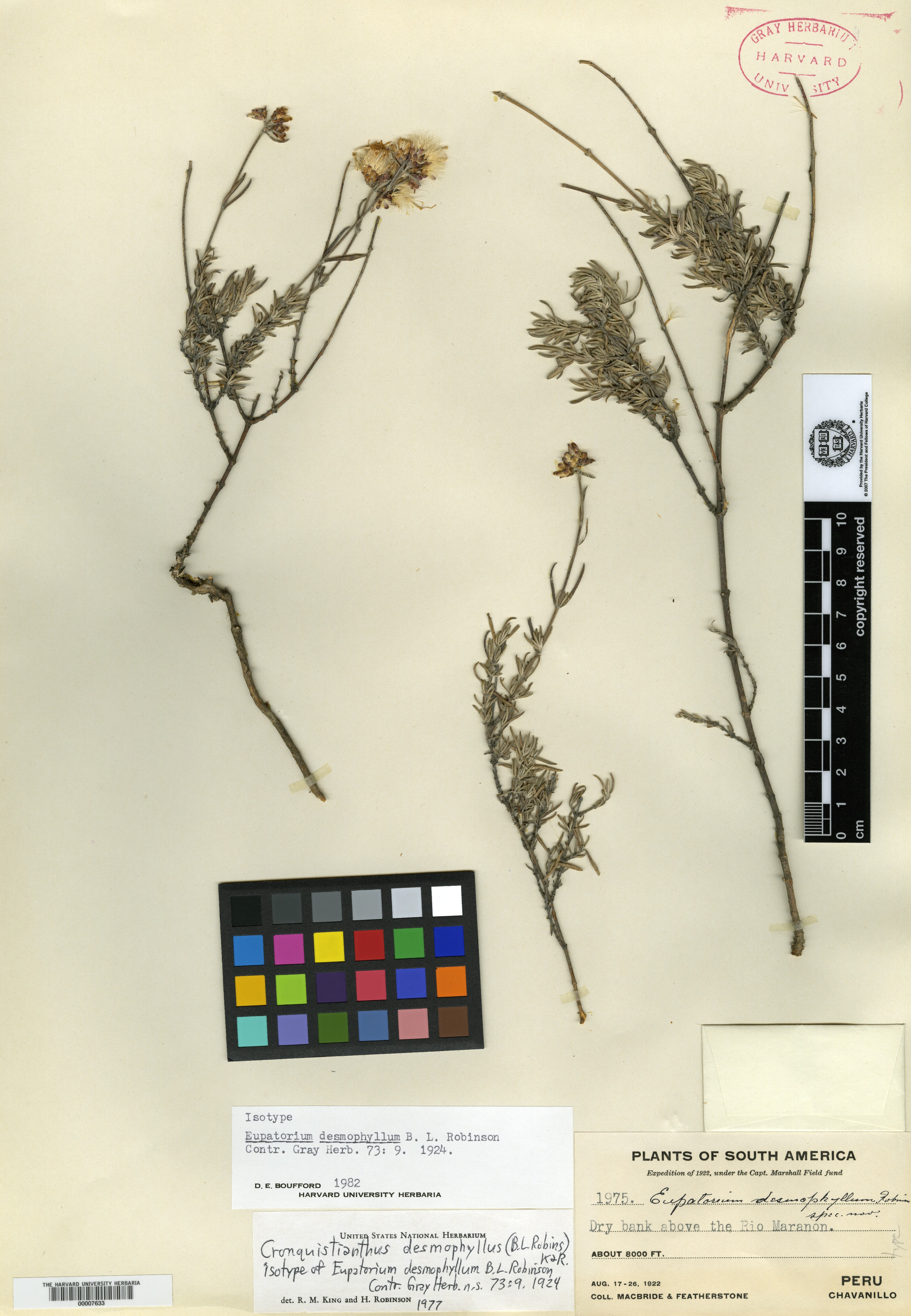 Eupatorium desmophyllum image