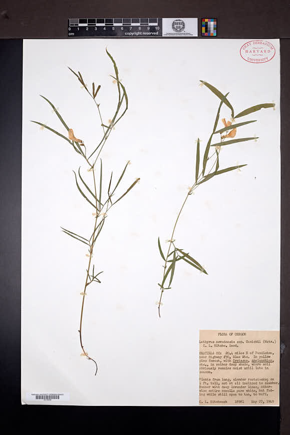 Lathyrus cusickii image
