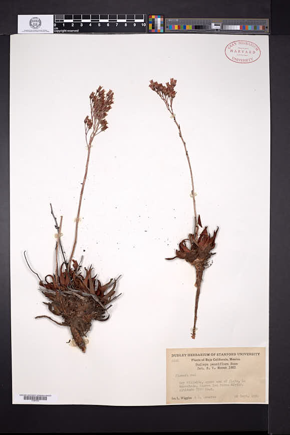 Dudleya pauciflora image