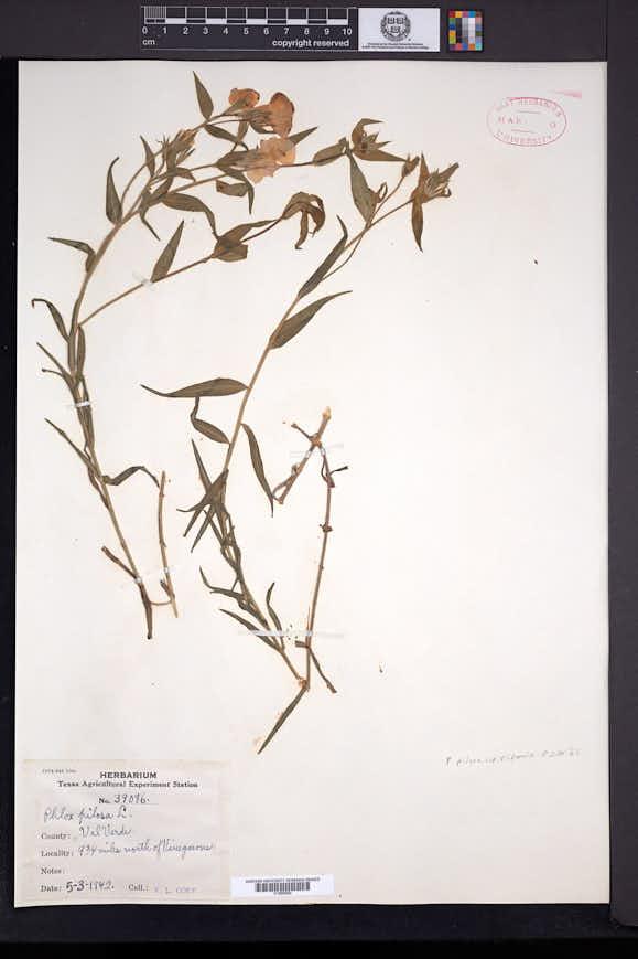 Phlox villosissima image