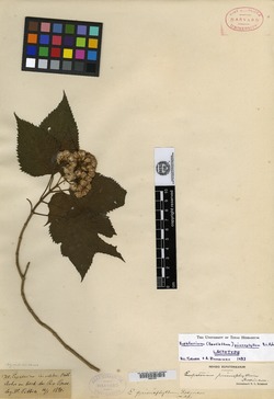 Bartlettina prionophylla image