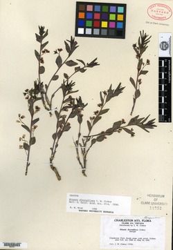 Argythamnia cyanophylla image