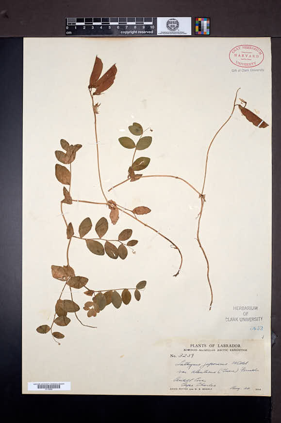 Lathyrus japonicus var. aleuticus image