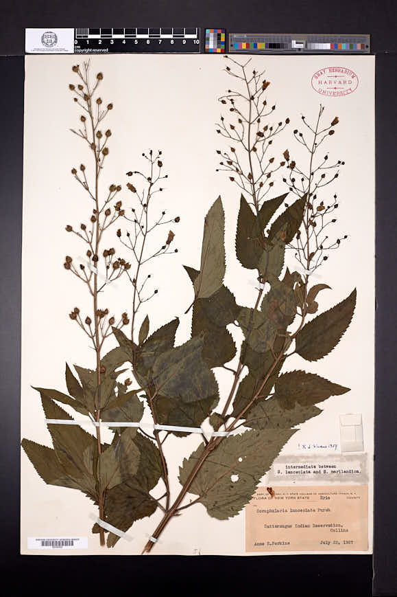 Scrophularia lanceolata image