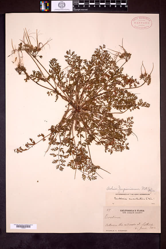 Erodium salzmannii image