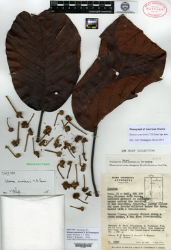Sloanea anoriensis image