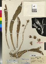 Catasetum triodon image
