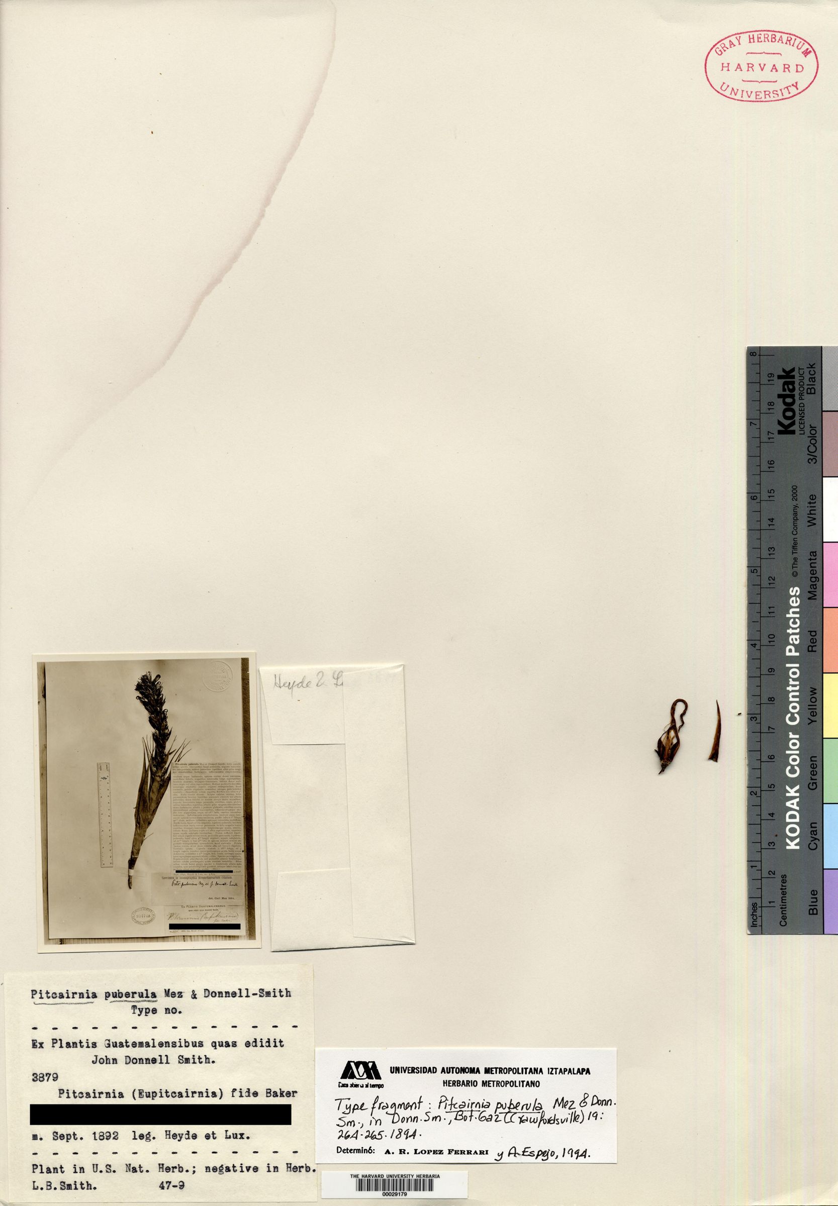 Pitcairnia puberula image
