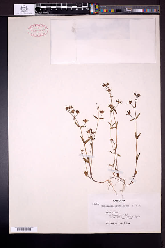Collinsia sparsiflora image