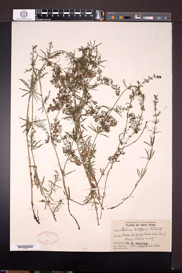 Galium verum subsp. wirtgenii image