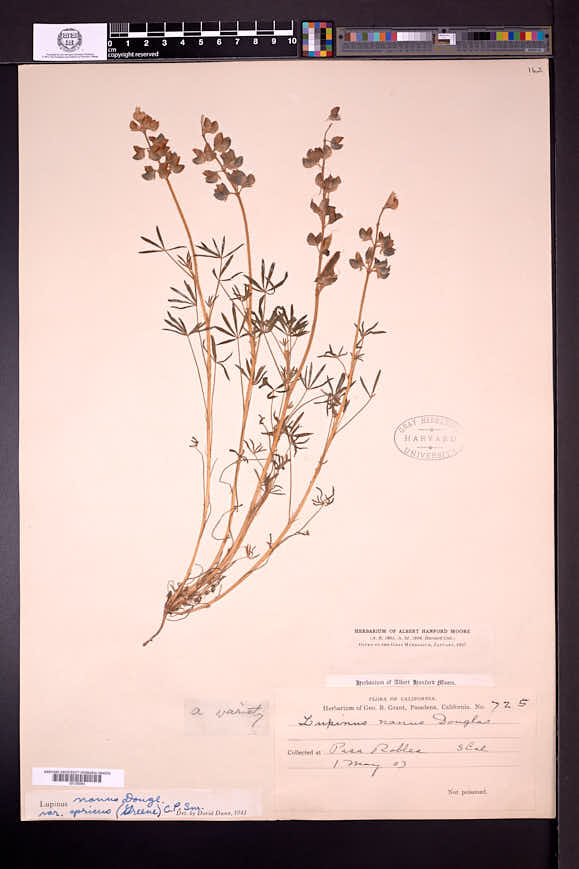 Lupinus vallicola subsp. apricus image