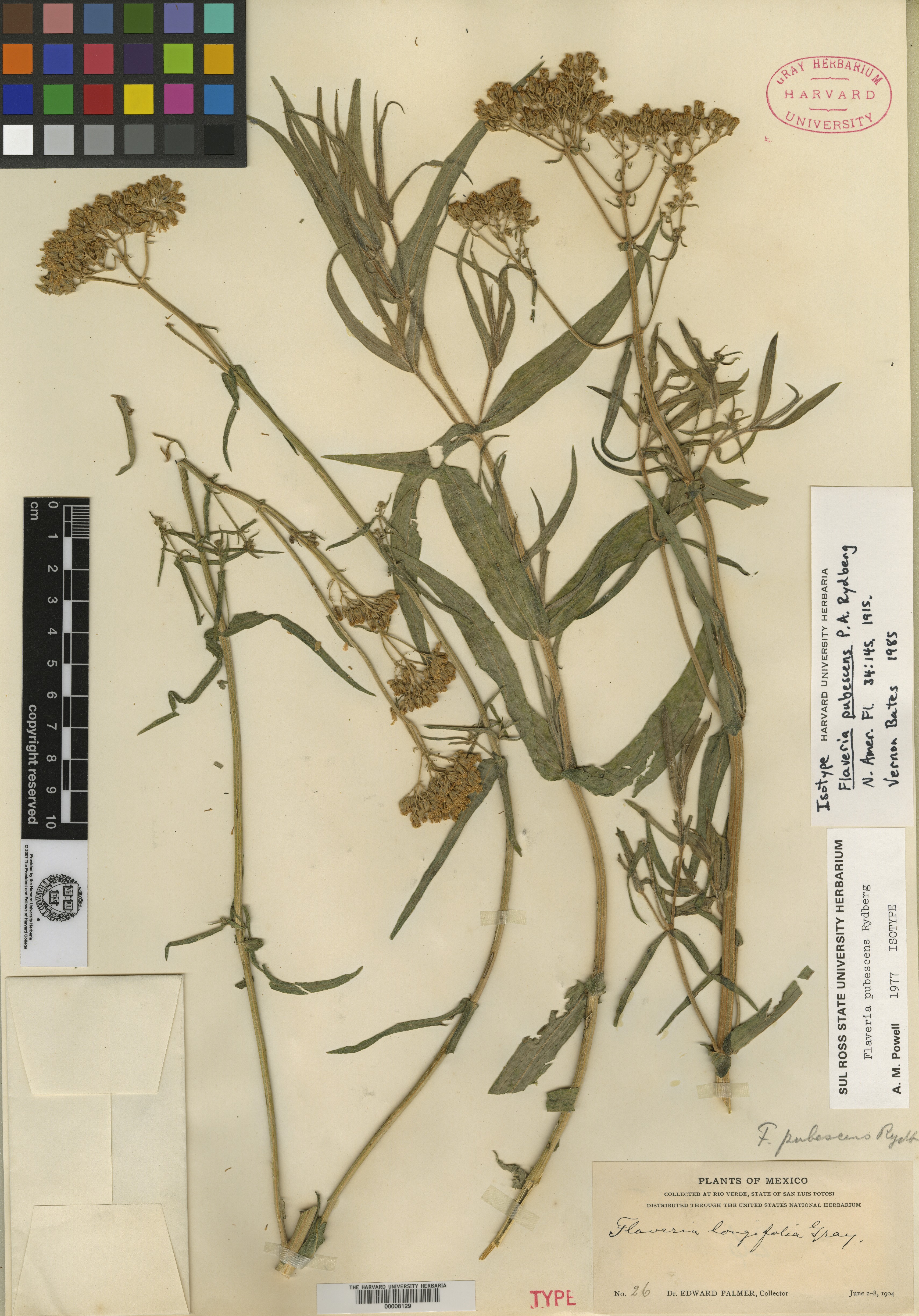 Flaveria pubescens image