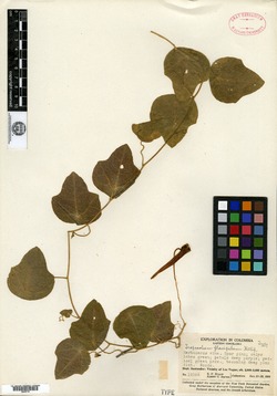 Tropaeolum flavipilum image