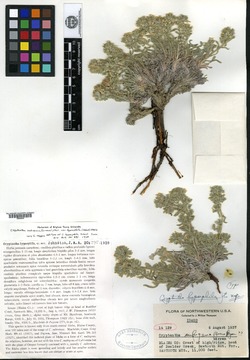 Oreocarya hypsophila image