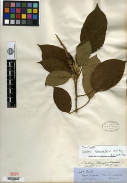Croton stenosepalus image