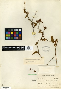 Jacquemontia parvifolia image