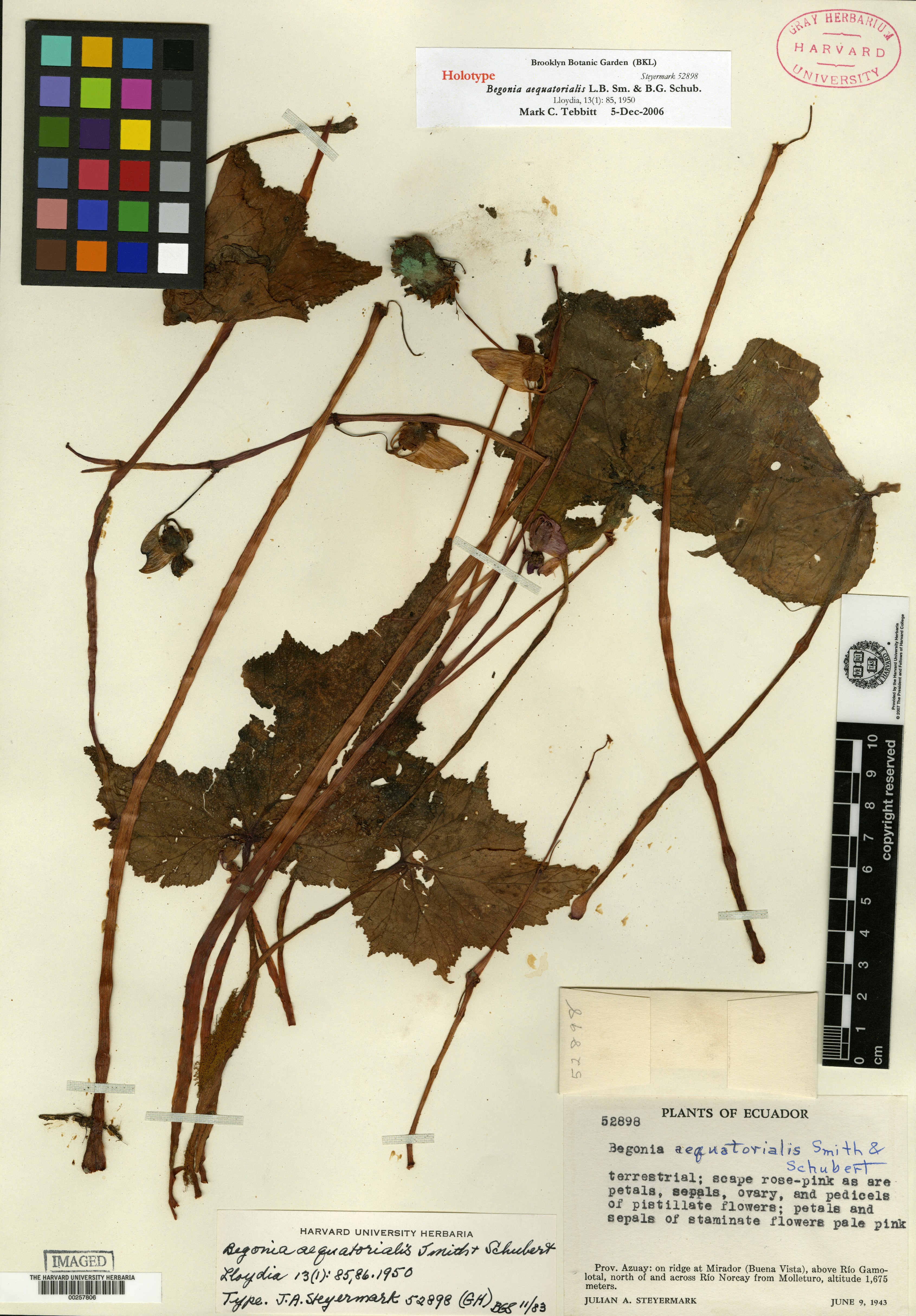 Begonia aequata image