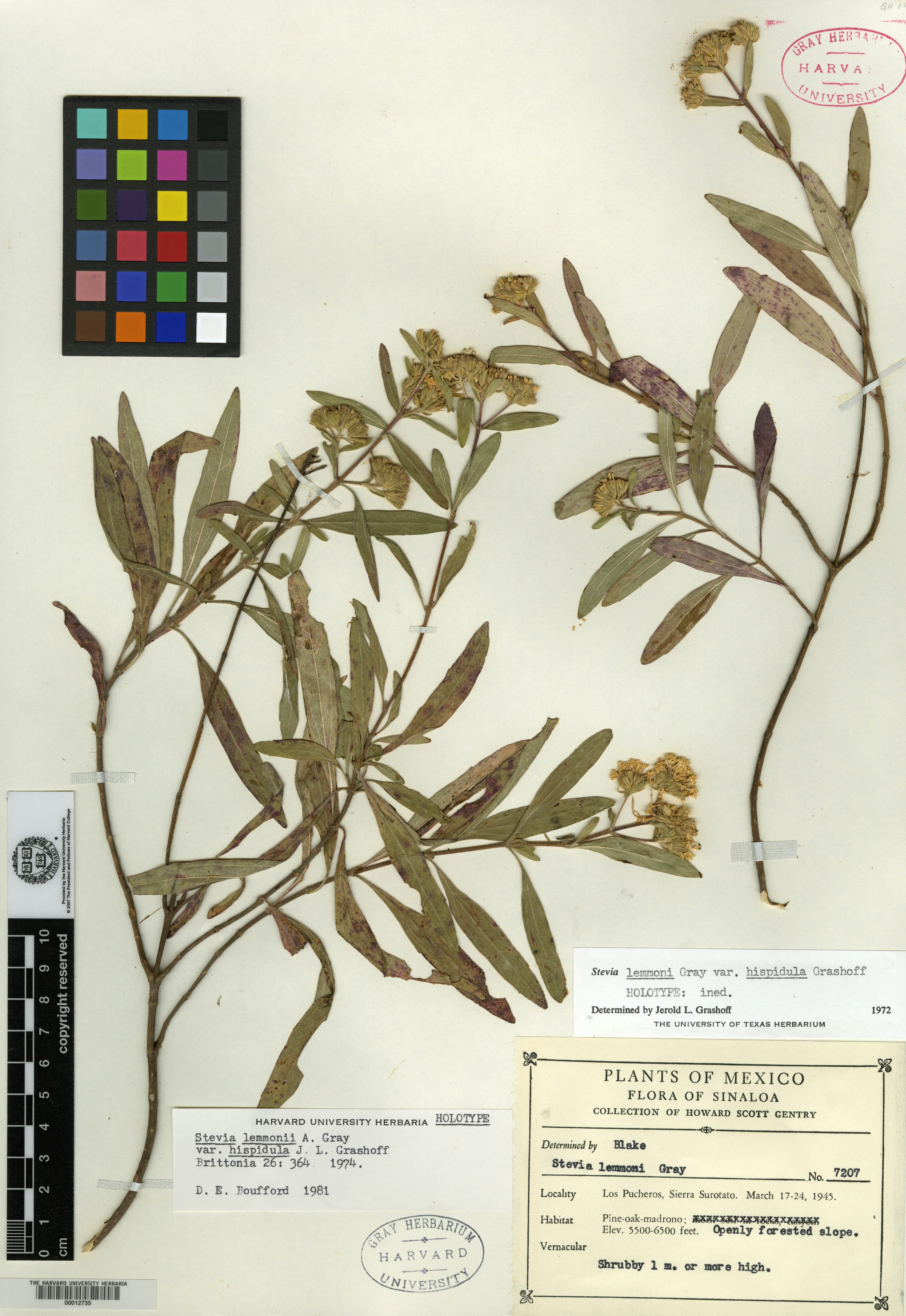Stevia lemmonii var. hispidula image
