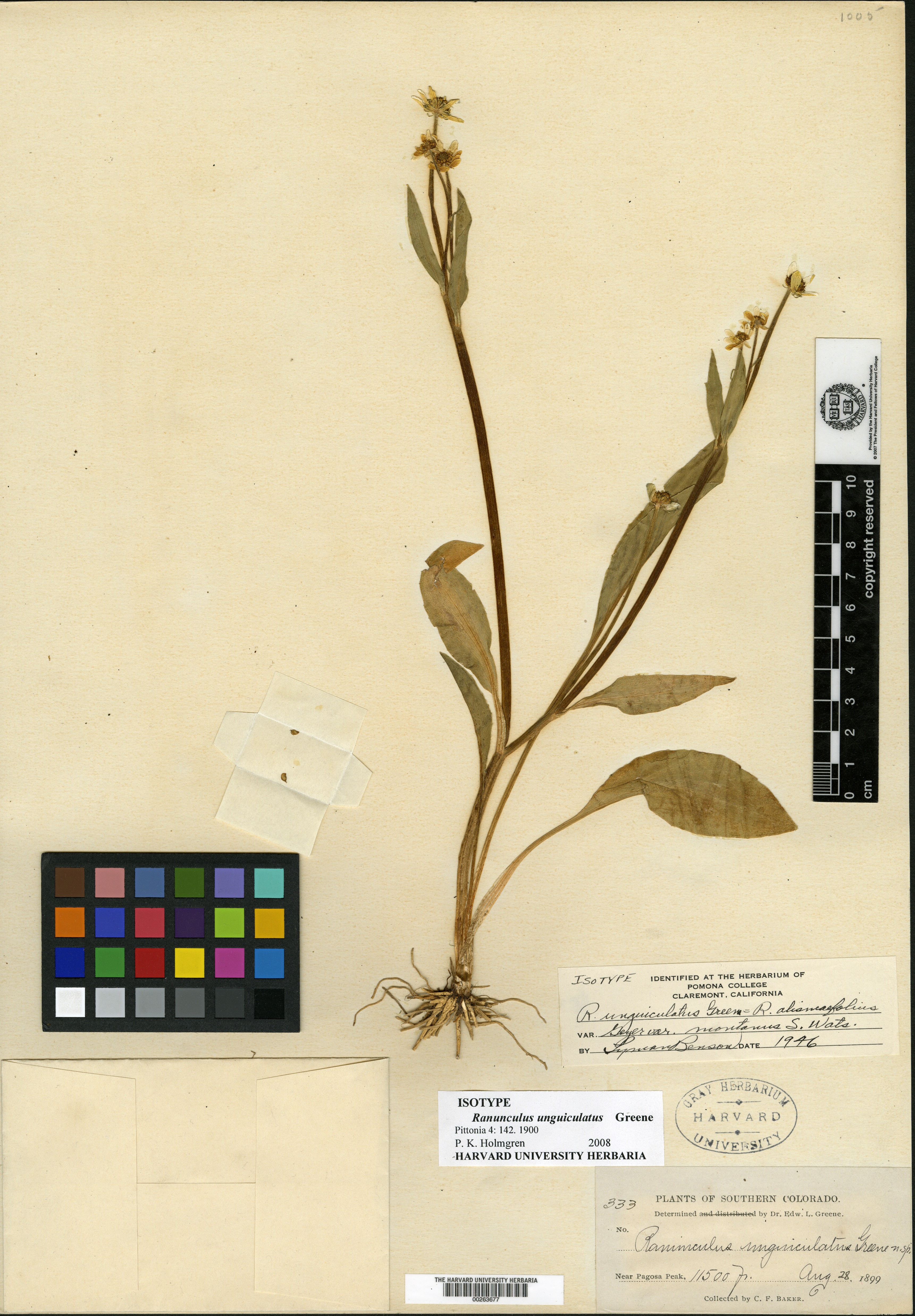 Ranunculus unguiculatus image