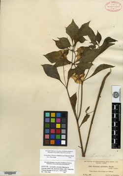 Lycianthes ciliolata image