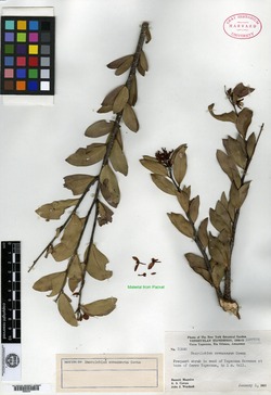 Macrolobium savannarum image