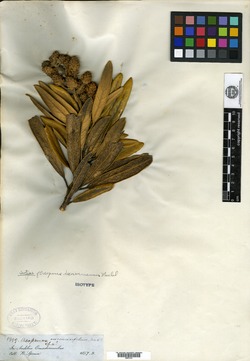 Oreopanax seemannianus image